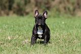 BOULEDOGUE FRANCAIS 640